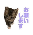 我が家のチビねこしすたーず（個別スタンプ：12）