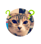 我が家のチビねこしすたーず（個別スタンプ：13）