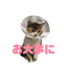 我が家のチビねこしすたーず（個別スタンプ：14）