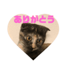我が家のチビねこしすたーず（個別スタンプ：15）