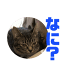 我が家のチビねこしすたーず（個別スタンプ：16）