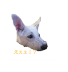 ホワイトスイスシェパード君（個別スタンプ：5）