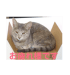 ねこスタンプ 日常会話（個別スタンプ：1）