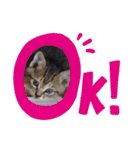 ねこスタンプ 日常会話（個別スタンプ：3）