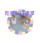 ねこスタンプ 日常会話（個別スタンプ：5）