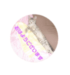 ねこスタンプ 日常会話（個別スタンプ：6）