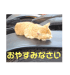 ねこスタンプ 日常会話（個別スタンプ：7）
