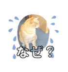 ねこスタンプ 日常会話（個別スタンプ：9）