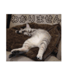 ねこスタンプ 日常会話（個別スタンプ：12）