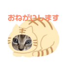ねこスタンプ 日常会話（個別スタンプ：13）
