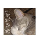 ねこスタンプ 日常会話（個別スタンプ：14）