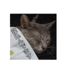 ねこスタンプ 日常会話（個別スタンプ：20）