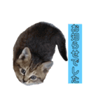 ねこスタンプ 日常会話（個別スタンプ：21）