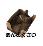 ねこスタンプ 日常会話（個別スタンプ：22）