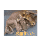 ねこスタンプ 日常会話（個別スタンプ：23）