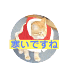 ねこスタンプ 日常会話（個別スタンプ：24）