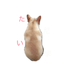 りりさんの日常（個別スタンプ：15）