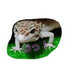 ぼくたちレオパ（個別スタンプ：2）