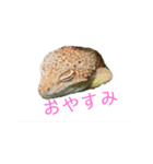 ぼくたちレオパ（個別スタンプ：3）