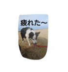 ボーダー軍団3（個別スタンプ：7）
