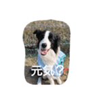 ボーダー軍団3（個別スタンプ：8）