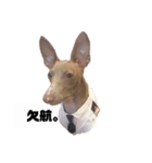 船乗りの犬(イタグレ)（個別スタンプ：1）