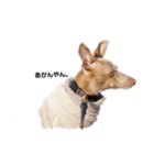 船乗りの犬(イタグレ)（個別スタンプ：2）