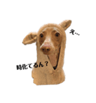 船乗りの犬(イタグレ)（個別スタンプ：3）