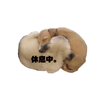 船乗りの犬(イタグレ)（個別スタンプ：5）