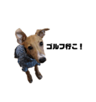 船乗りの犬(イタグレ)（個別スタンプ：6）