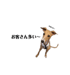 船乗りの犬(イタグレ)（個別スタンプ：7）