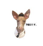船乗りの犬(イタグレ)（個別スタンプ：8）