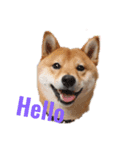 柴犬ようのENGLISHスタンプ（個別スタンプ：1）