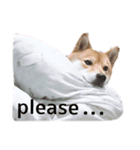 柴犬ようのENGLISHスタンプ（個別スタンプ：2）