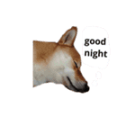 柴犬ようのENGLISHスタンプ（個別スタンプ：3）