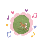 柴犬ようのENGLISHスタンプ（個別スタンプ：4）