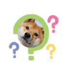柴犬ようのENGLISHスタンプ（個別スタンプ：5）