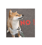 柴犬ようのENGLISHスタンプ（個別スタンプ：8）