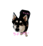 犬 Crystal Dogs出身わんこたち1（個別スタンプ：1）