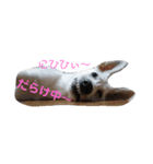 犬 Crystal Dogs出身わんこたち1（個別スタンプ：3）