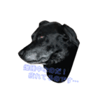 犬 Crystal Dogs出身わんこたち1（個別スタンプ：4）
