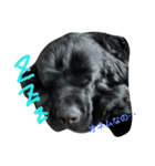 犬 Crystal Dogs出身わんこたち1（個別スタンプ：6）
