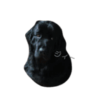 犬 Crystal Dogs出身わんこたち1（個別スタンプ：7）