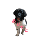 犬 Crystal Dogs出身わんこたち1（個別スタンプ：8）