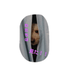 犬 Crystal Dogs出身わんこたち1（個別スタンプ：9）