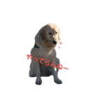 犬 Crystal Dogs出身わんこたち1（個別スタンプ：10）
