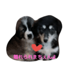 犬 Crystal Dogs出身わんこたち1（個別スタンプ：11）