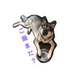 犬 Crystal Dogs出身わんこたち1（個別スタンプ：12）