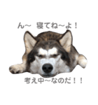 犬 Crystal Dogs出身わんこたち1（個別スタンプ：13）