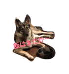 犬 Crystal Dogs出身わんこたち1（個別スタンプ：14）